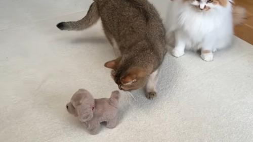 猫の様子