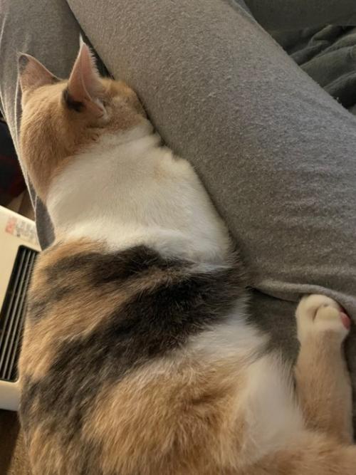 顔が飼い主の太ももにはさまる猫