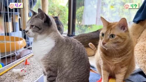 リノちゃんとリクくん