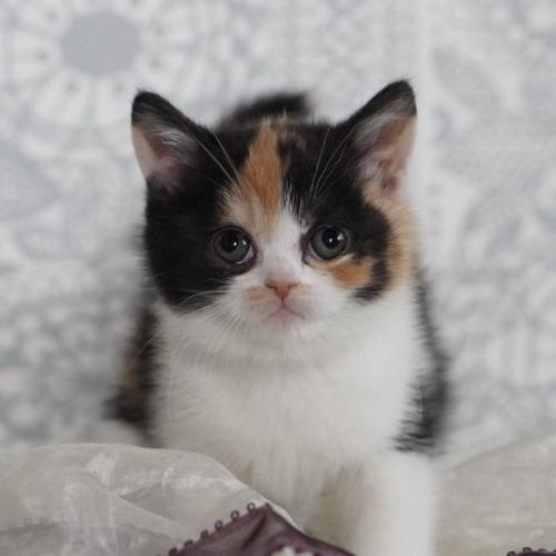 座っている子猫