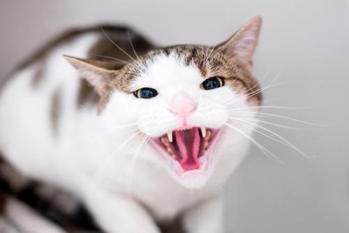 威嚇する猫