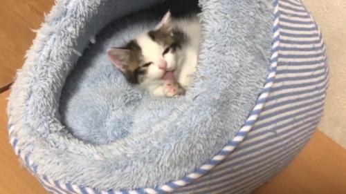 前足を舐めて