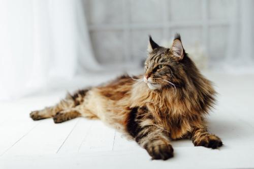 メインクーン猫