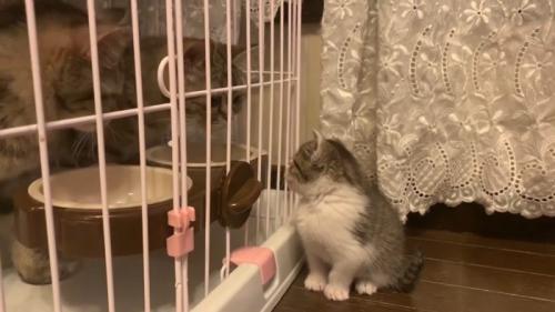 見つめ合う両者
