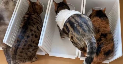 ごはんを食べる猫