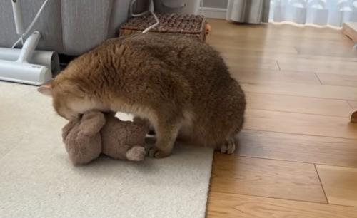 猫の様子