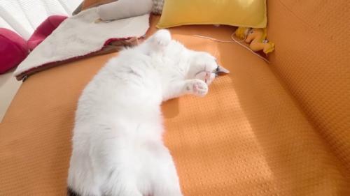 へそ天