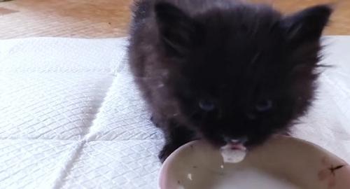 ミルクを口に付けた子猫