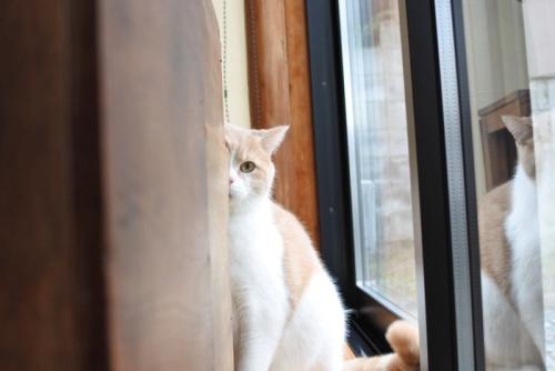 カーテンに隠れる猫