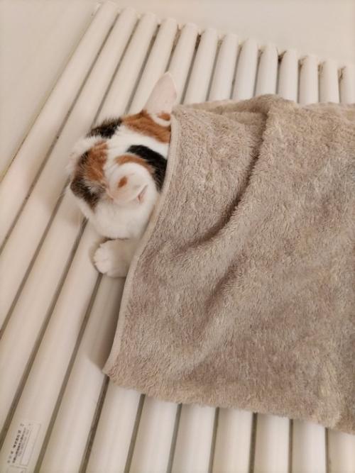 お風呂のフタの上に乗る猫