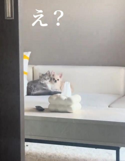 ソファに座る猫と犬