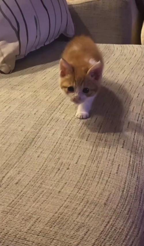 こちらへ向かってくる猫
