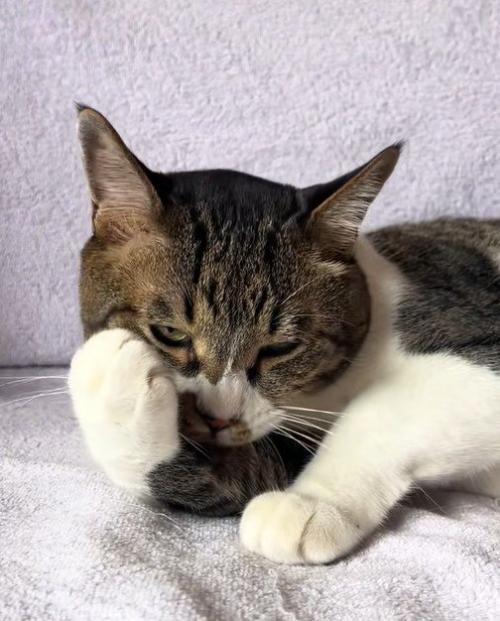 毛づくろいをする猫