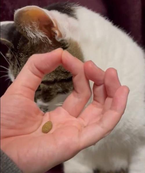 拗ねる猫