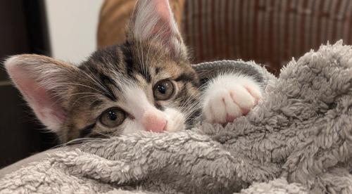 毛布の中から顔を出す子猫