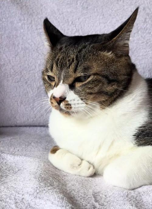 不機嫌になる猫