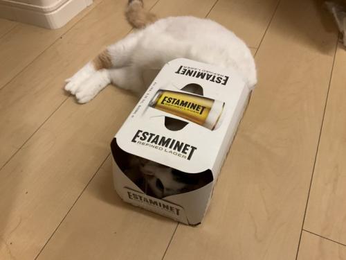 箱に入る猫