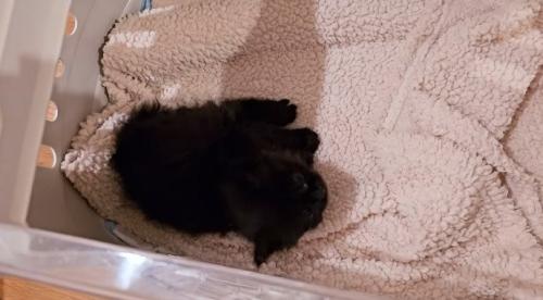 キャリーの中に入った子猫