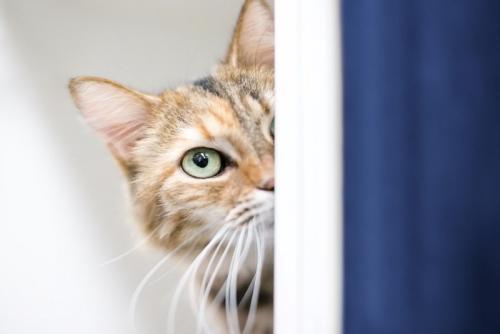 こちらの様子を伺う猫