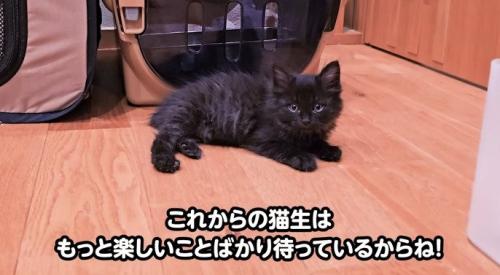 カメラ目線でくつろぐ子猫