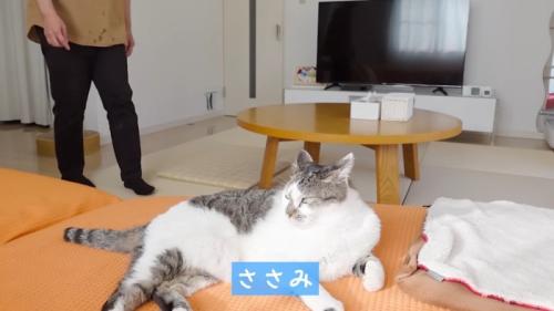 耳が後ろに