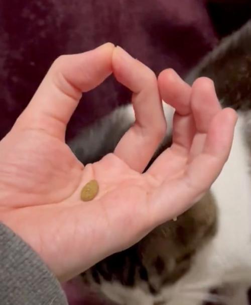 下を向く猫