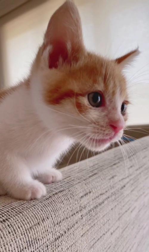 ソファの背もたれに座る猫