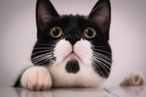 女性の頭に乗る猫