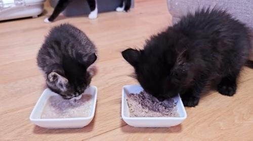 ご飯を食べる2匹の子猫
