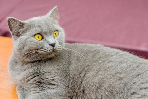 振り向く猫