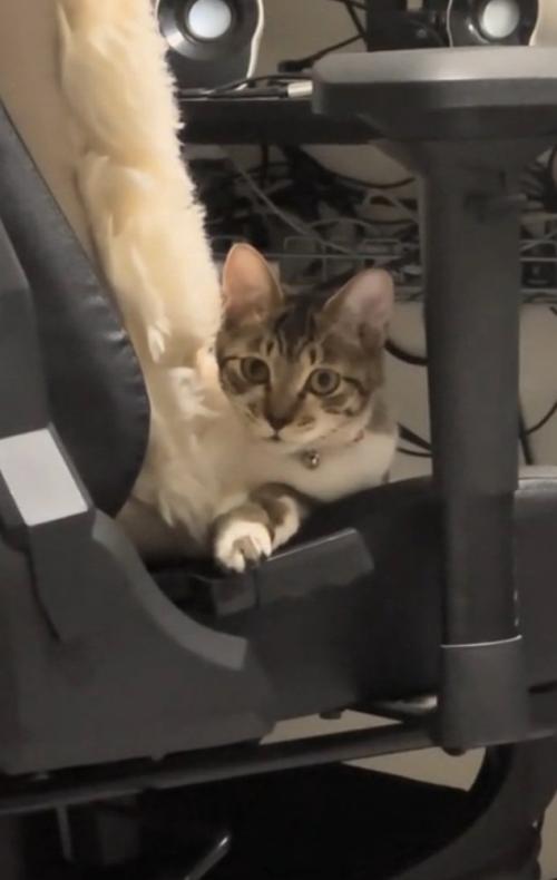 飼い主さんの言葉を待つ猫