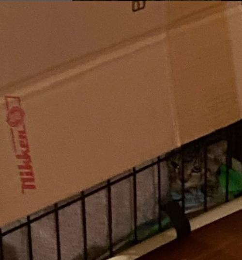 ケージの中にいる子猫