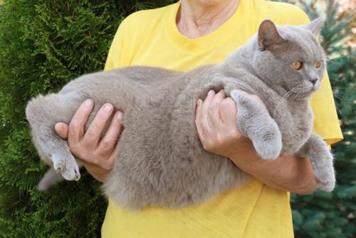 抱っこされるぽっちゃり猫