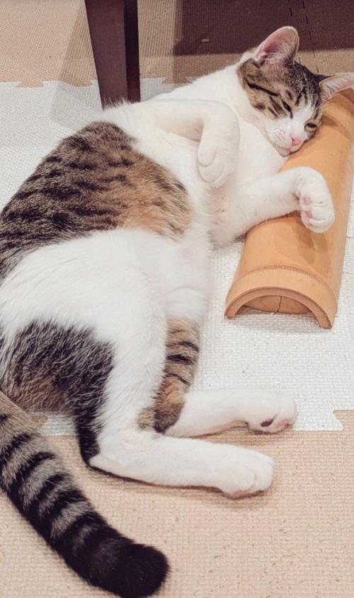 床に寝そべる猫