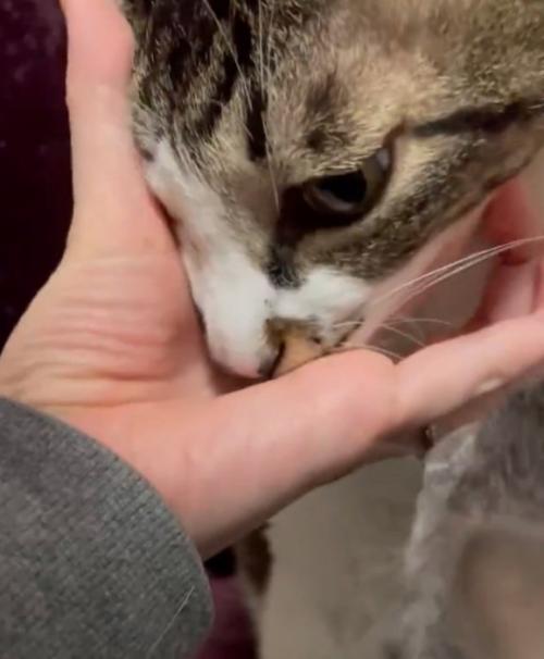 おやつを食べる猫
