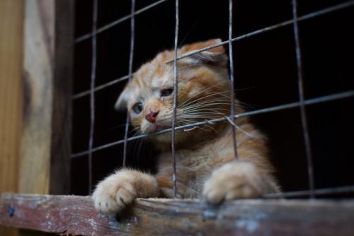 寄り添う2匹の猫