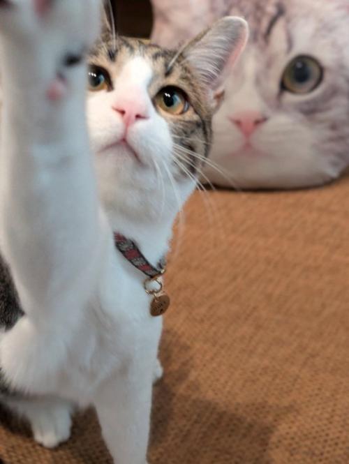 カメラに前足を伸ばす猫