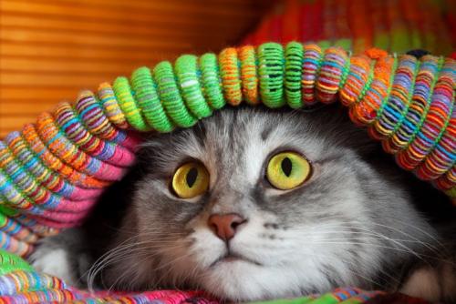 衣類の中に隠れる猫