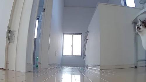 見守りカメラの映像