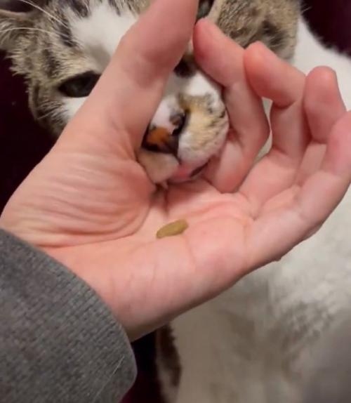 口を押し込む猫