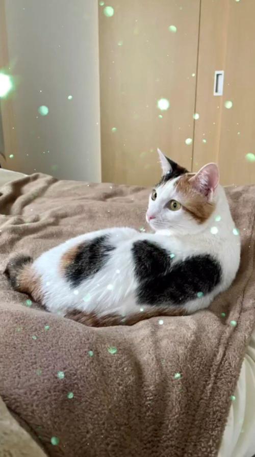 毛布の上で寝転がる猫