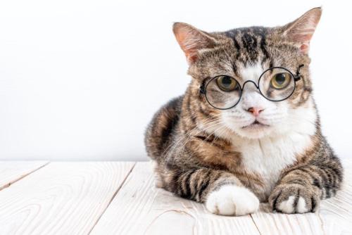 眼鏡をかけた猫