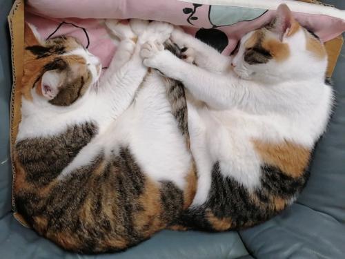 三毛猫姉妹が手を合わせたシンクロ寝