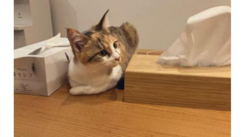 室内にいる猫