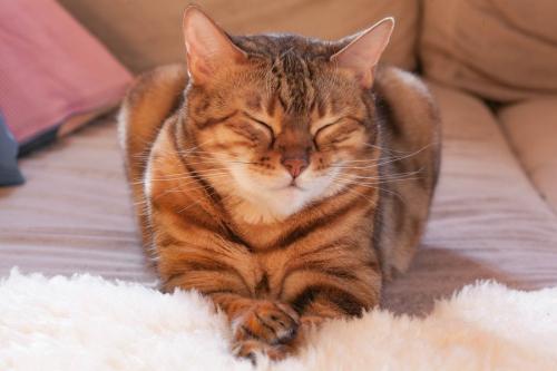 目を細める猫