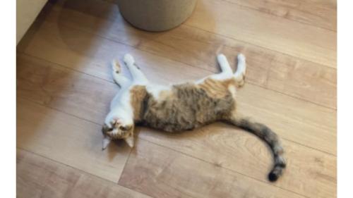 床に寝転がる猫