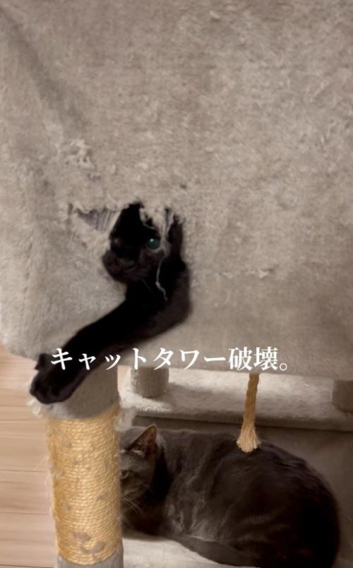 穴から顔と腕を出している猫