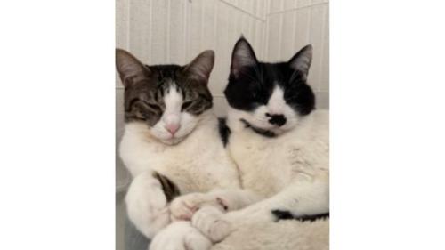 室内にいる猫たち