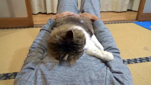 人のお腹の上で横に寝る猫