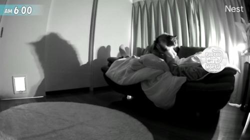 持ち上げられる猫